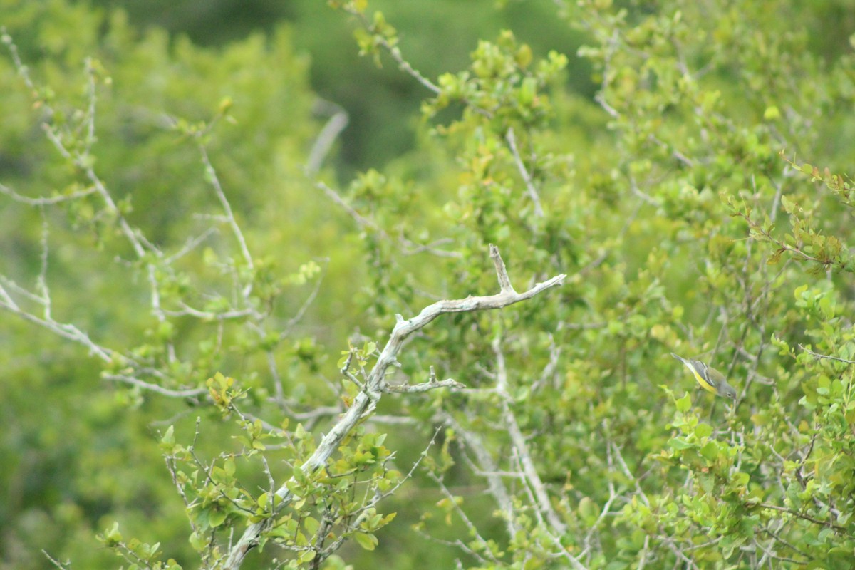Northern Parula - ML181067651
