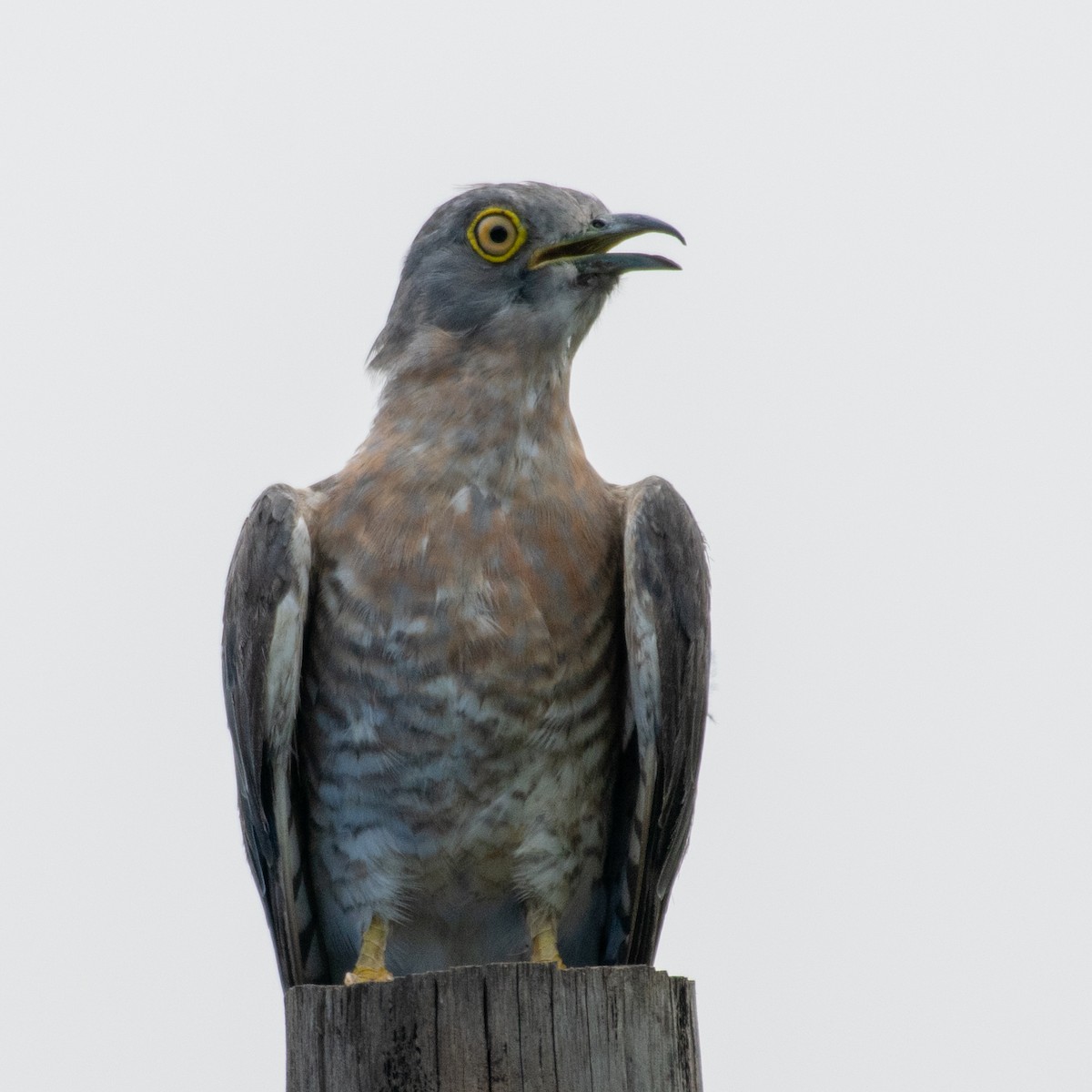 Common Hawk-Cuckoo - ML181067881