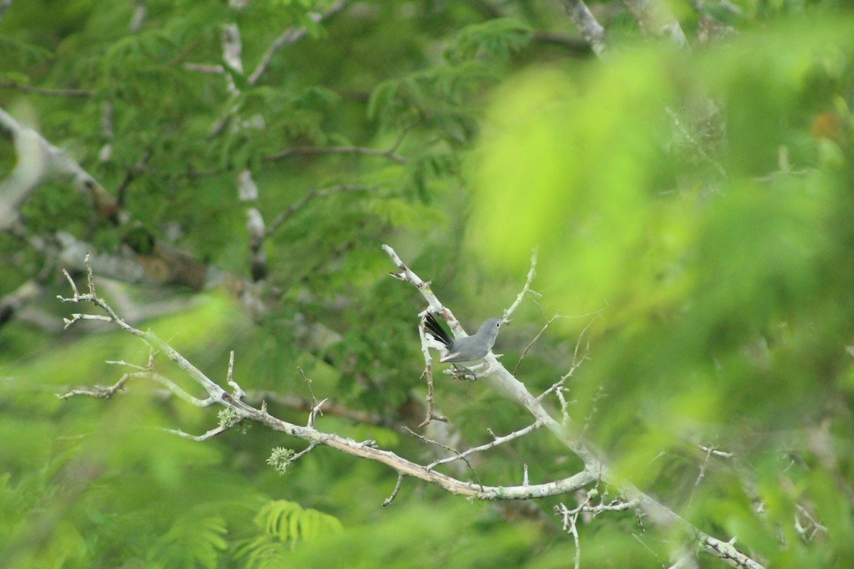 Blue-gray Gnatcatcher - ML181068341
