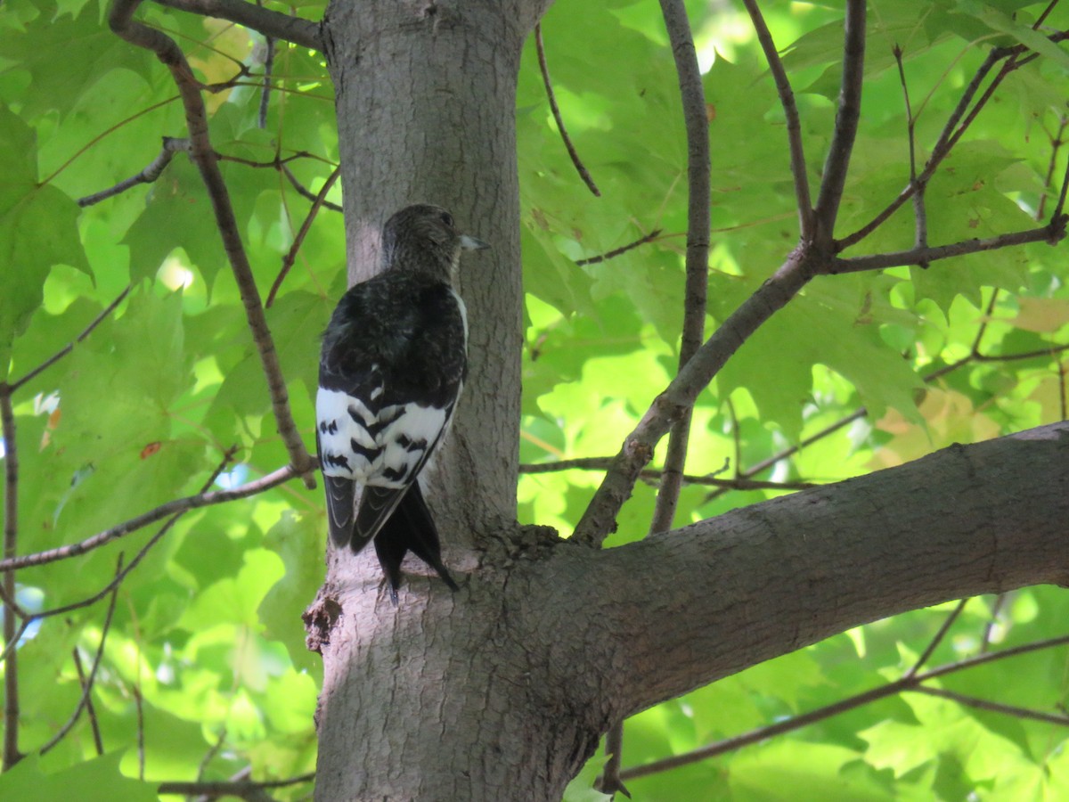 Red-headed Woodpecker - aerin tedesco