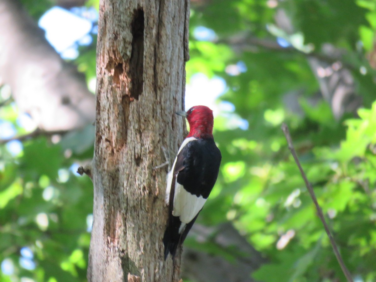 Red-headed Woodpecker - aerin tedesco