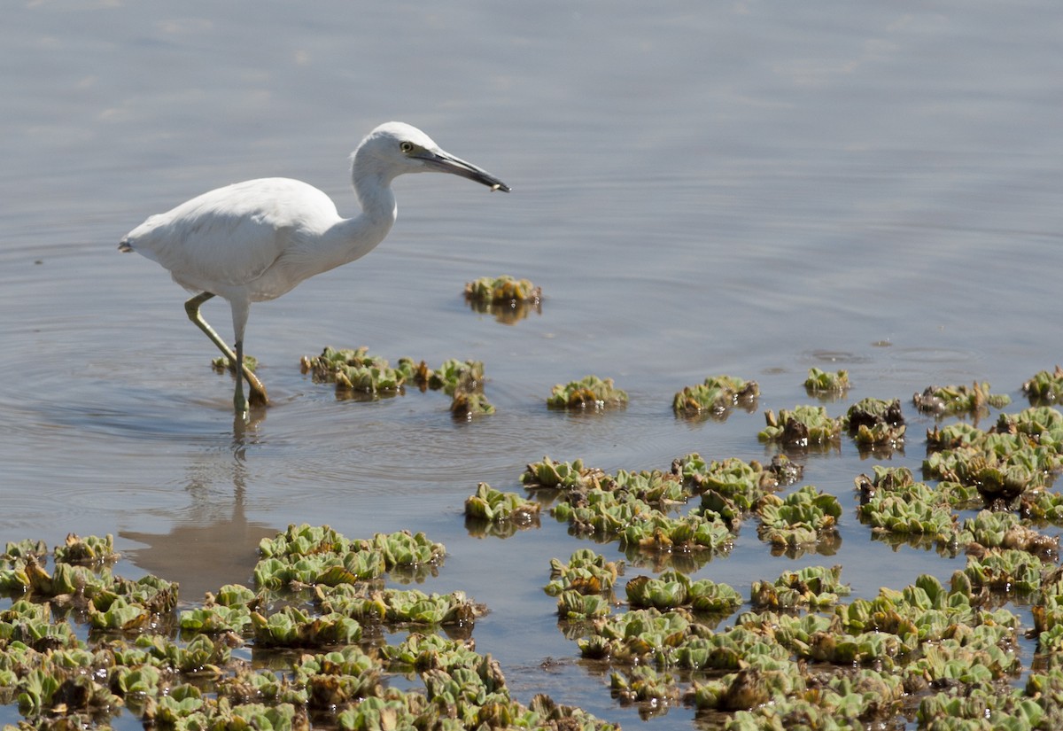 Little Blue Heron - ML181069021