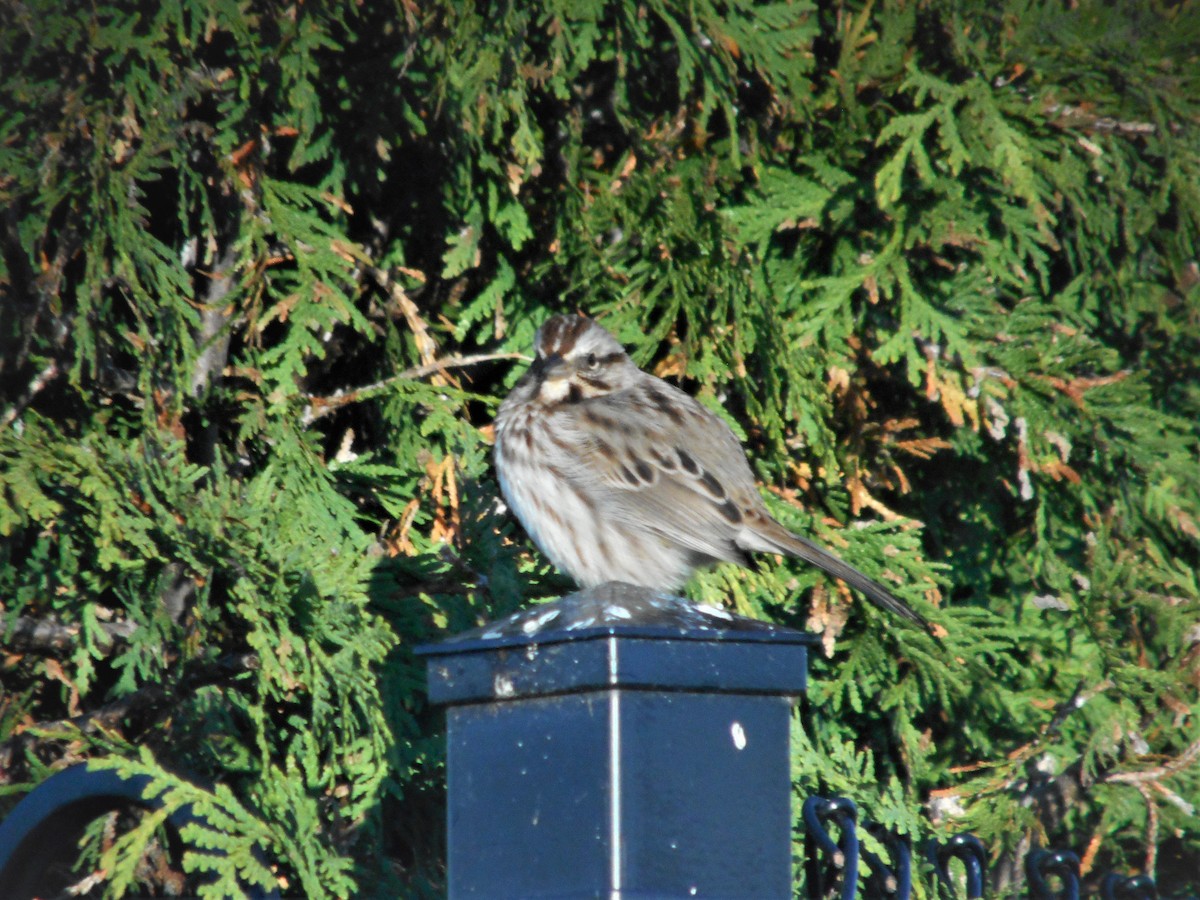 Song Sparrow - ML181070261