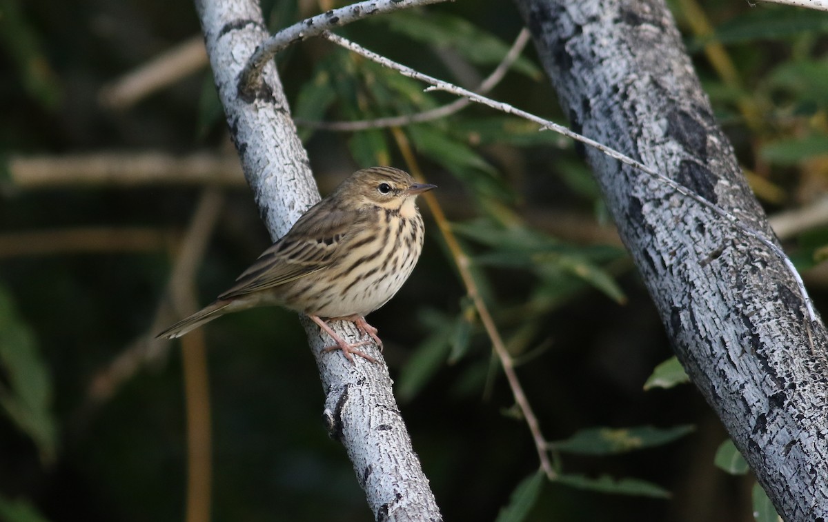 Tree Pipit - ML181070401