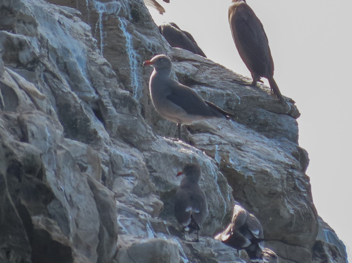 Gaviota Mexicana - ML181071331