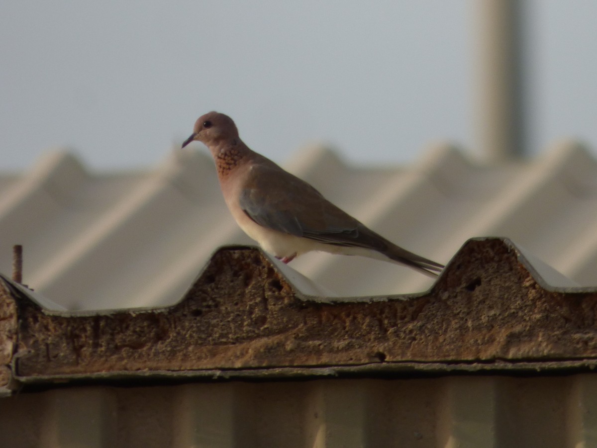 Laughing Dove - ML181071861