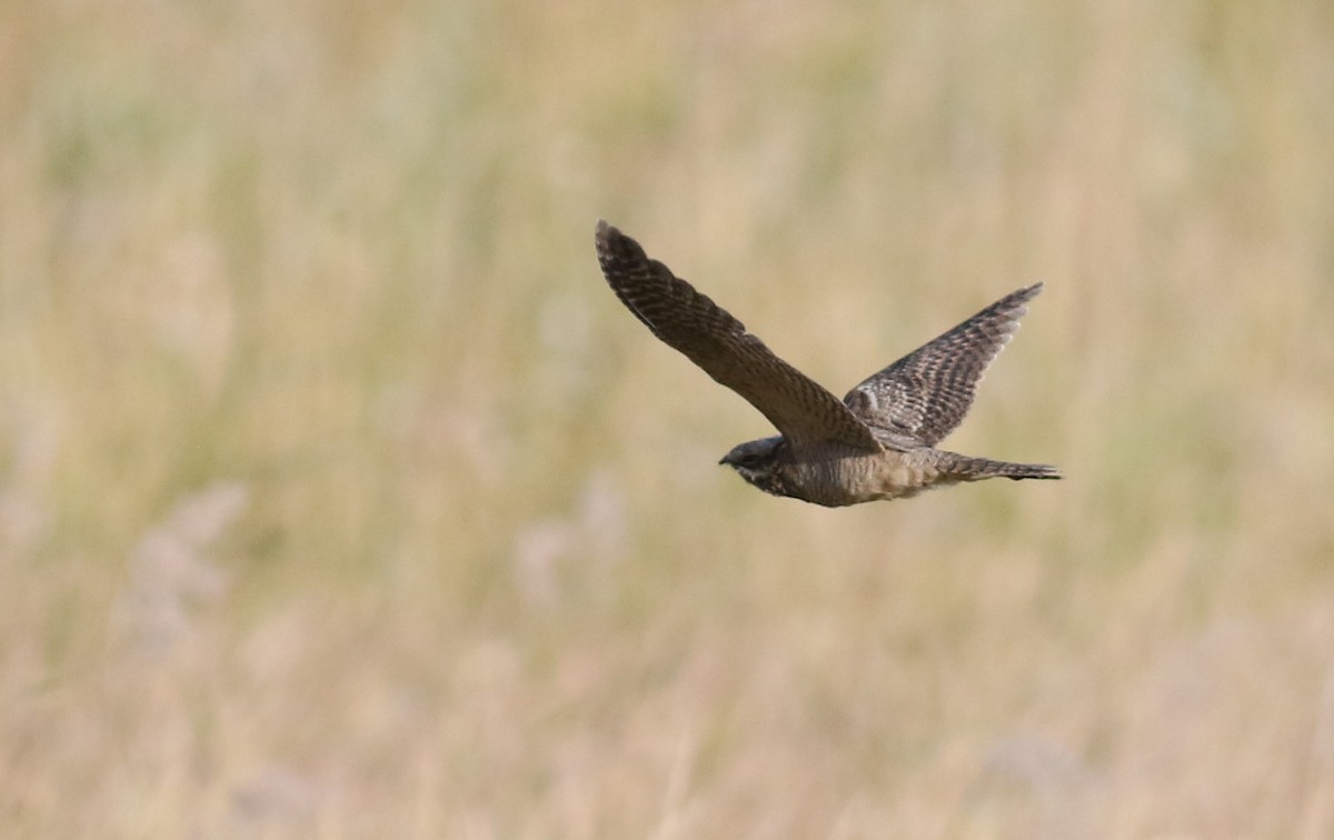 Eurasian Nightjar - ML181072231