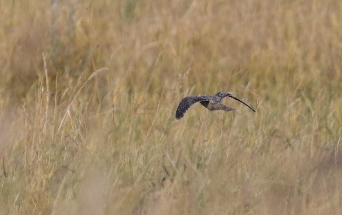 Eurasian Nightjar - ML181072251