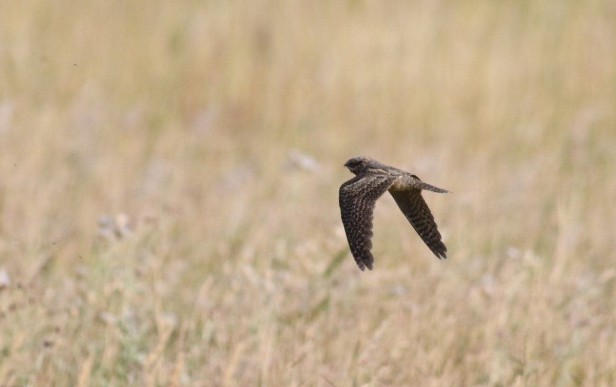 Eurasian Nightjar - ML181072271