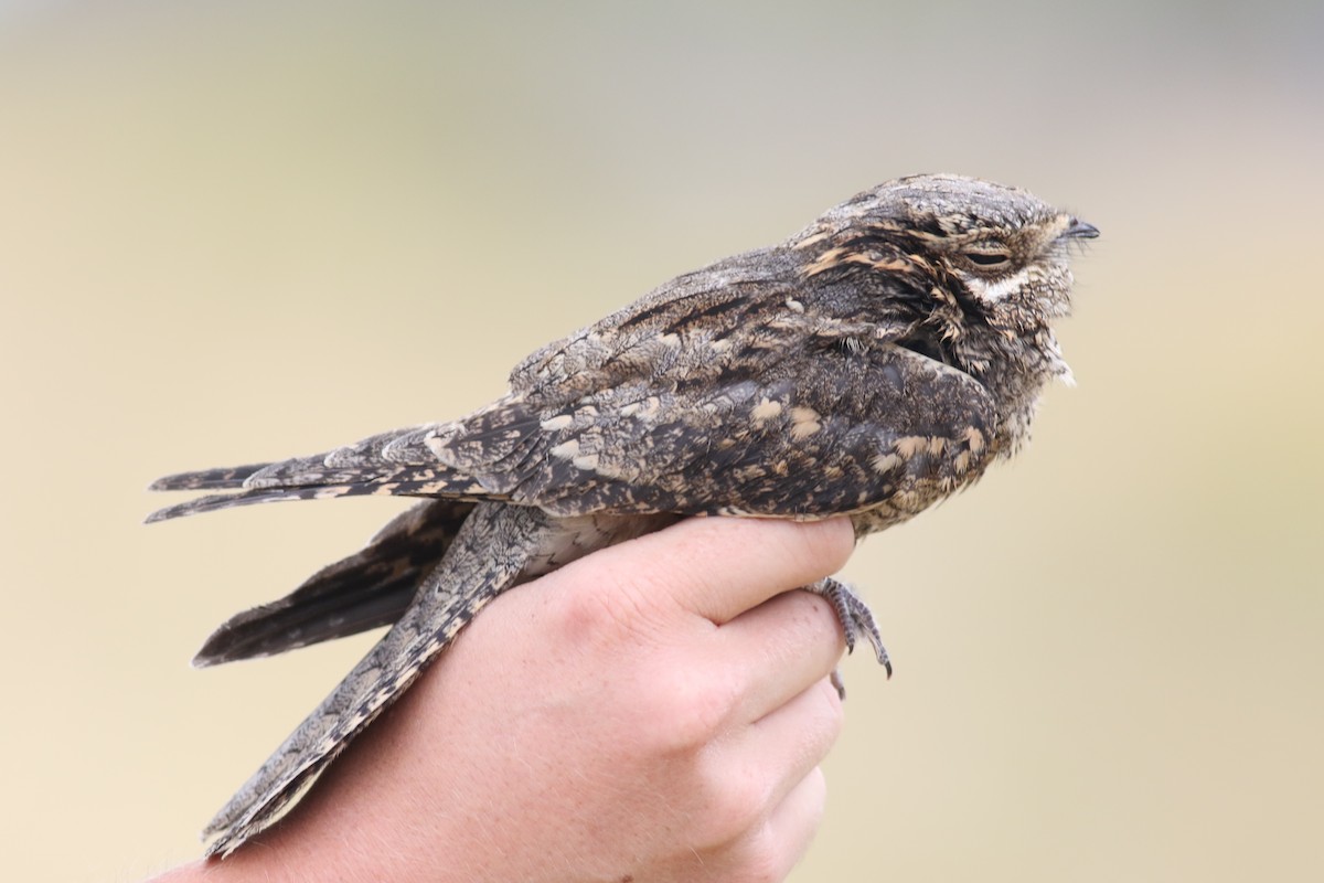 Eurasian Nightjar - ML181073001