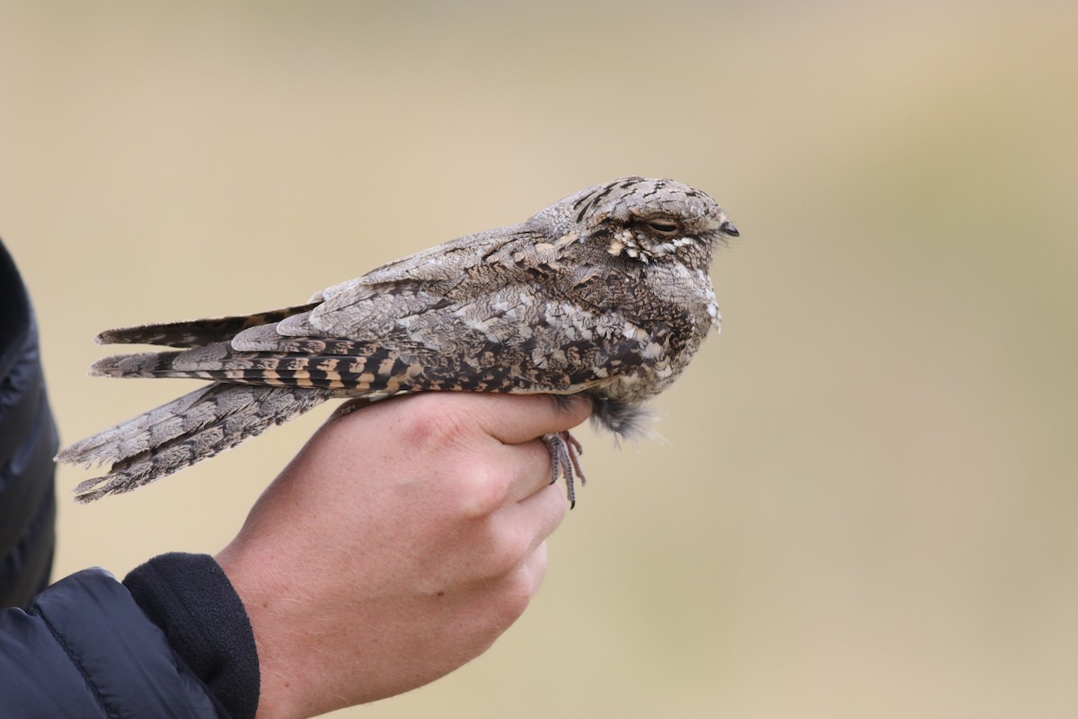 Eurasian Nightjar - ML181073011