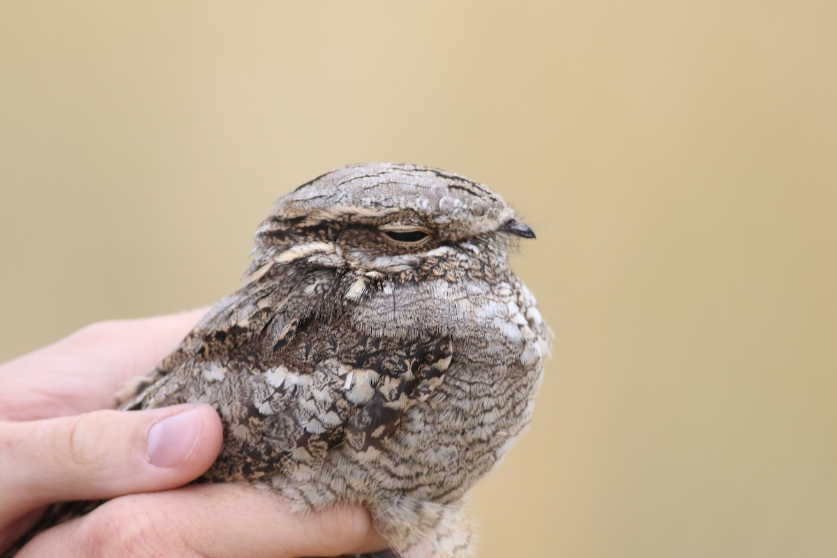 Eurasian Nightjar - ML181073021