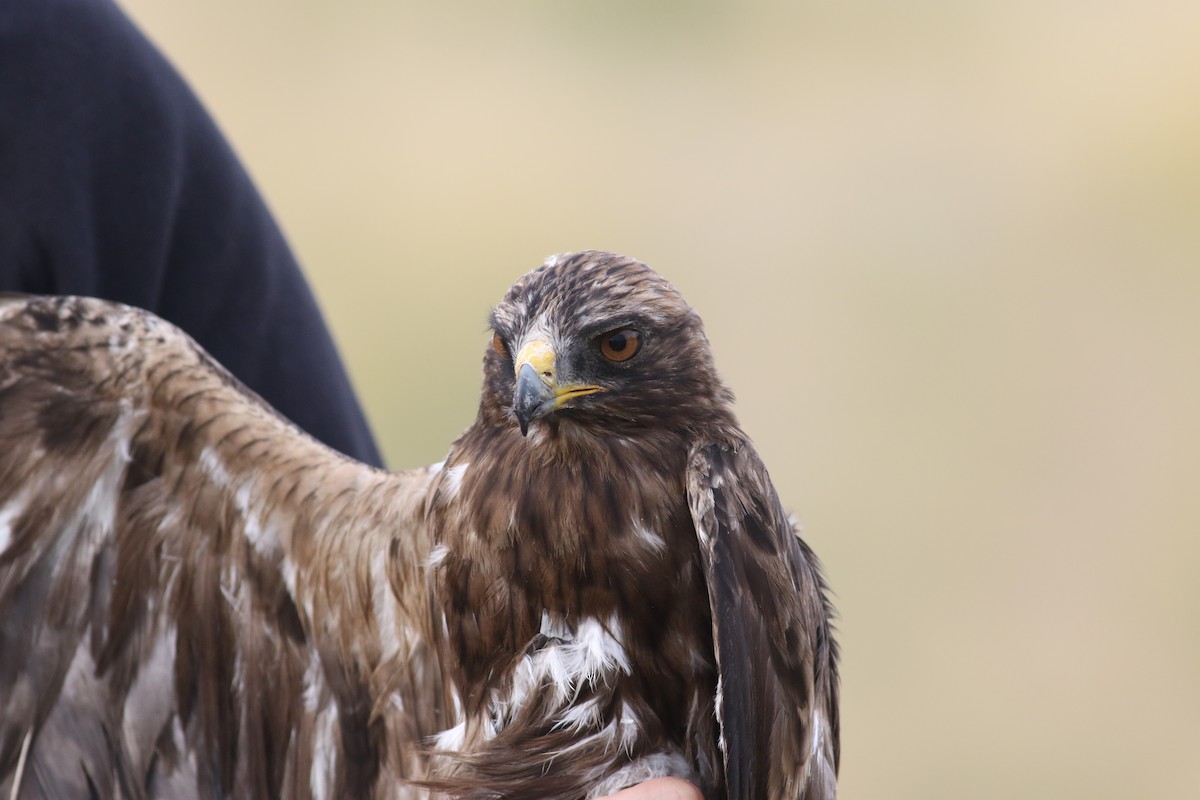 Booted Eagle - ML181073251