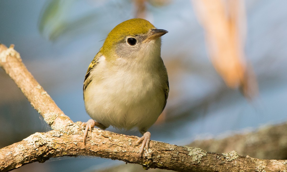 Chestnut-sided Warbler - Steve Kelling