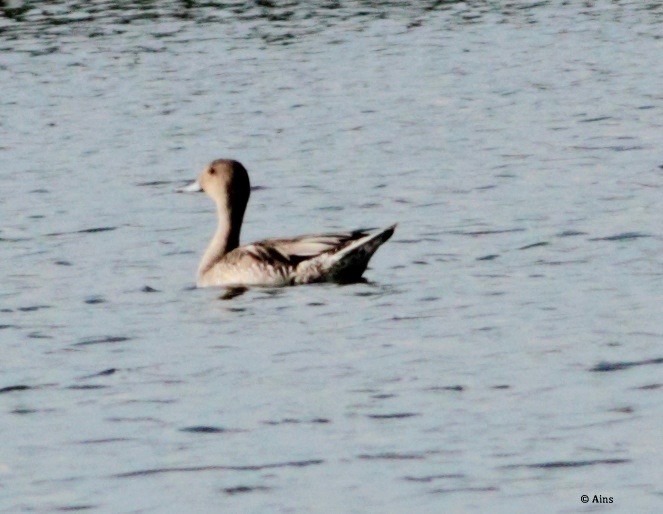 Northern Pintail - Ains Priestman