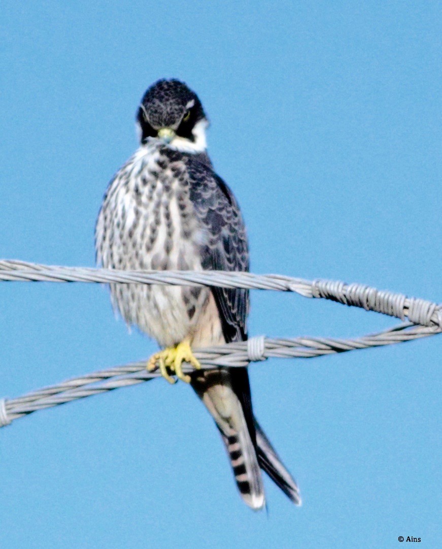 Eurasian Hobby - Ains Priestman