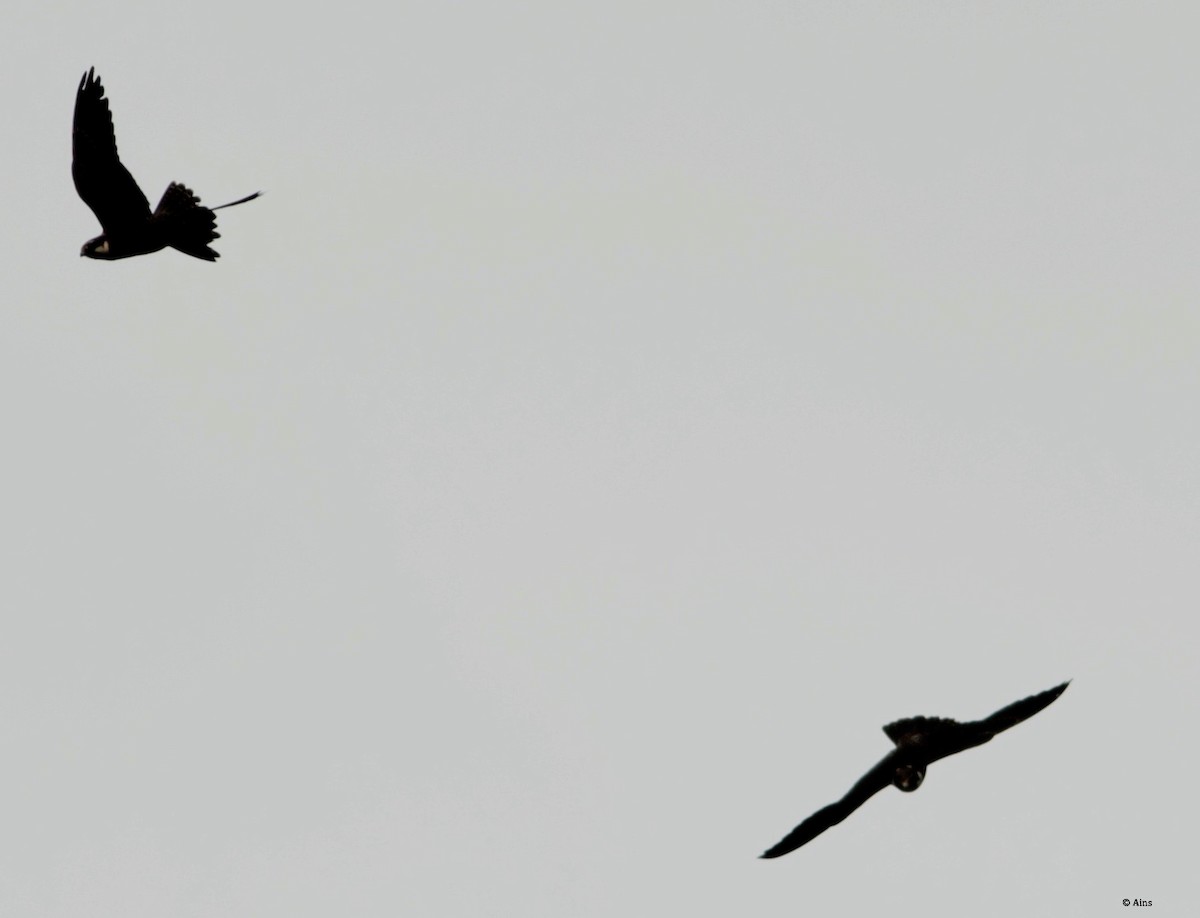 Eurasian Hobby - ML181073851