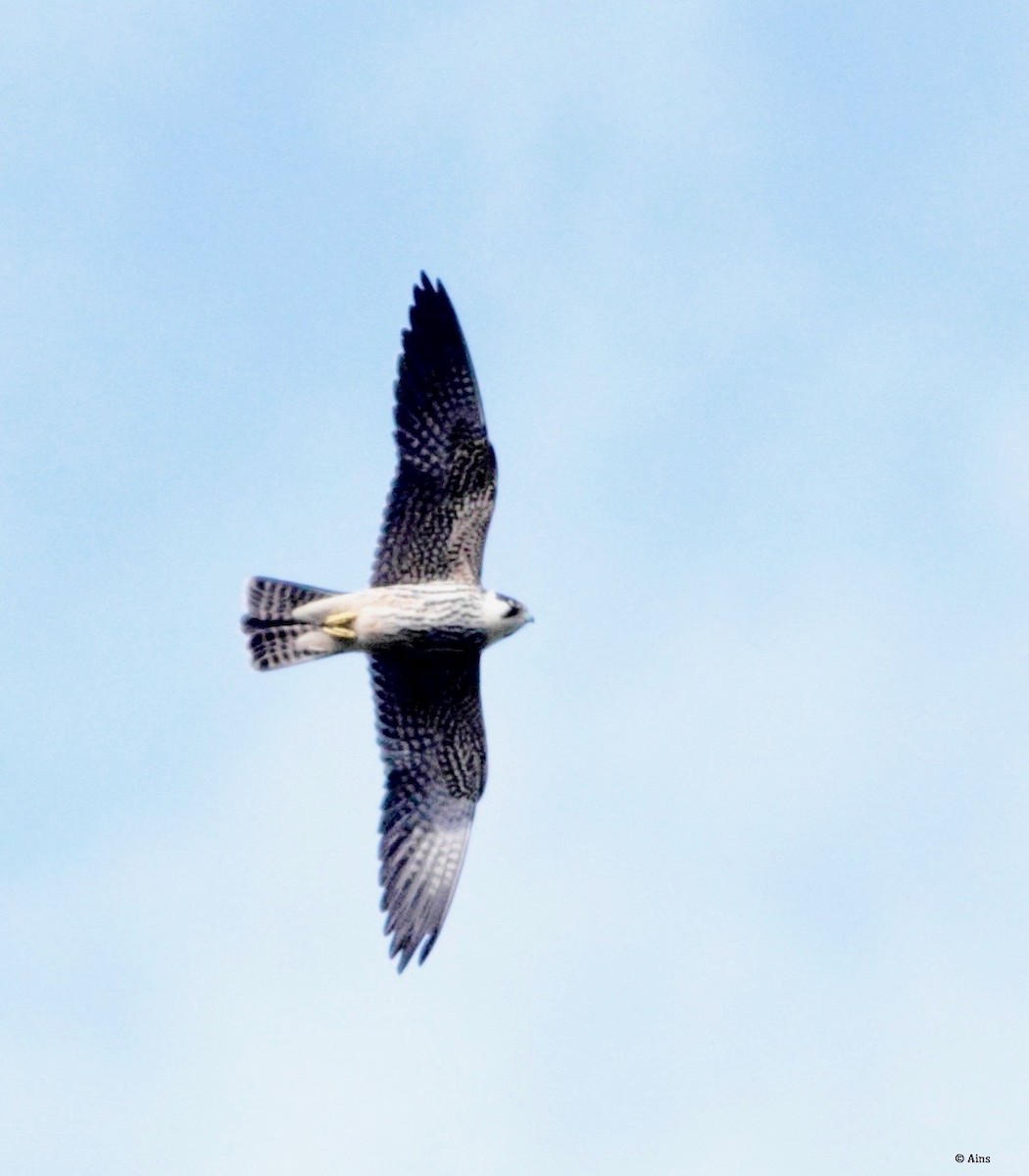 Eurasian Hobby - Ains Priestman