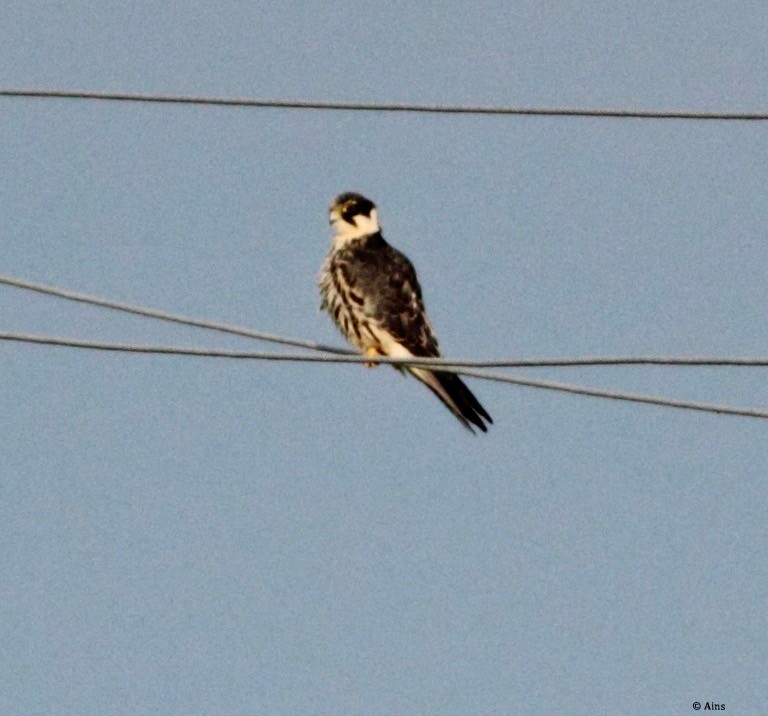 Eurasian Hobby - Ains Priestman