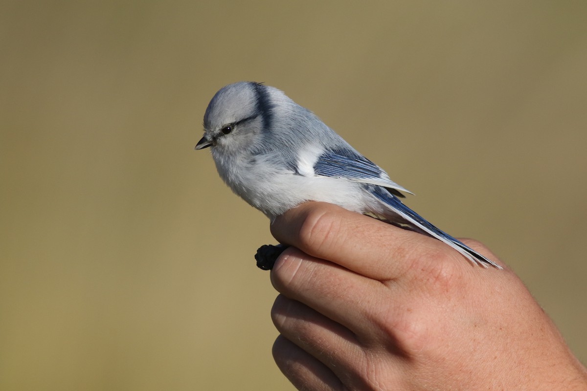 Herrerillo Azul (grupo cyanus) - ML181075171