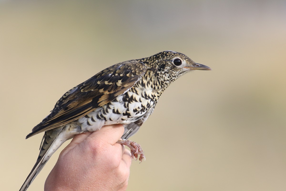 White's Thrush - ML181075221