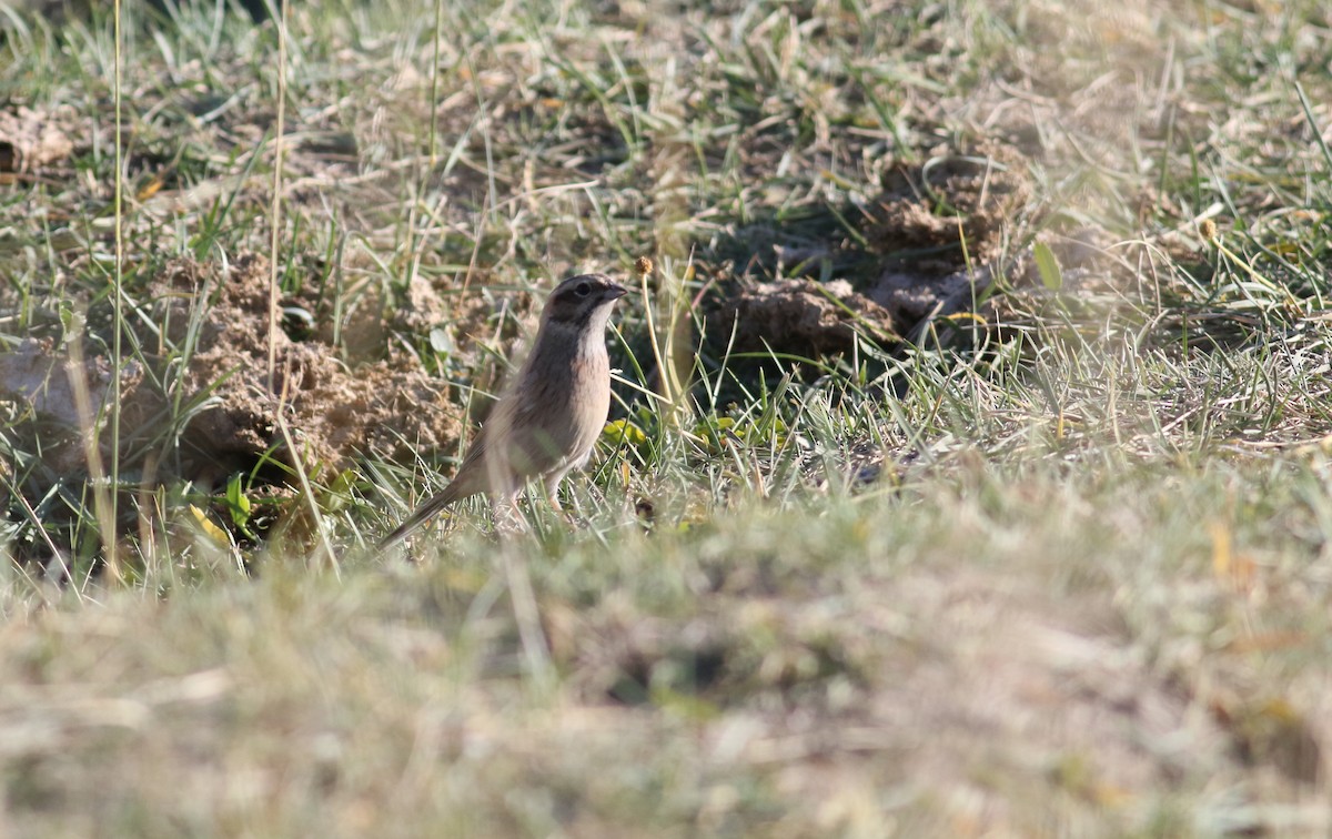 Bruant à longue queue - ML181075381