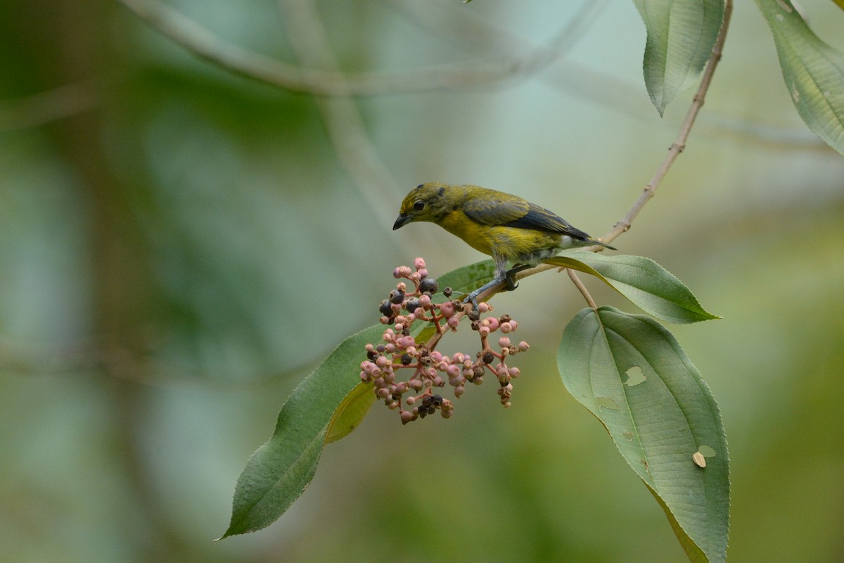 Yellow-throated Euphonia - ML181075871