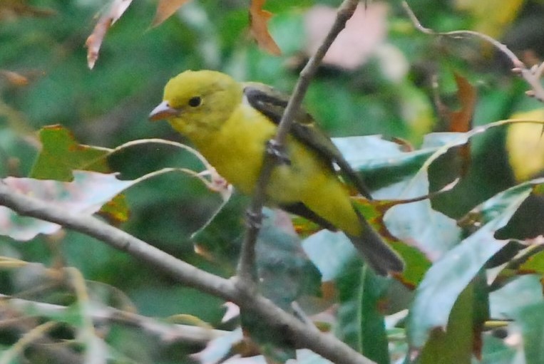 Scarlet Tanager - ML181076231