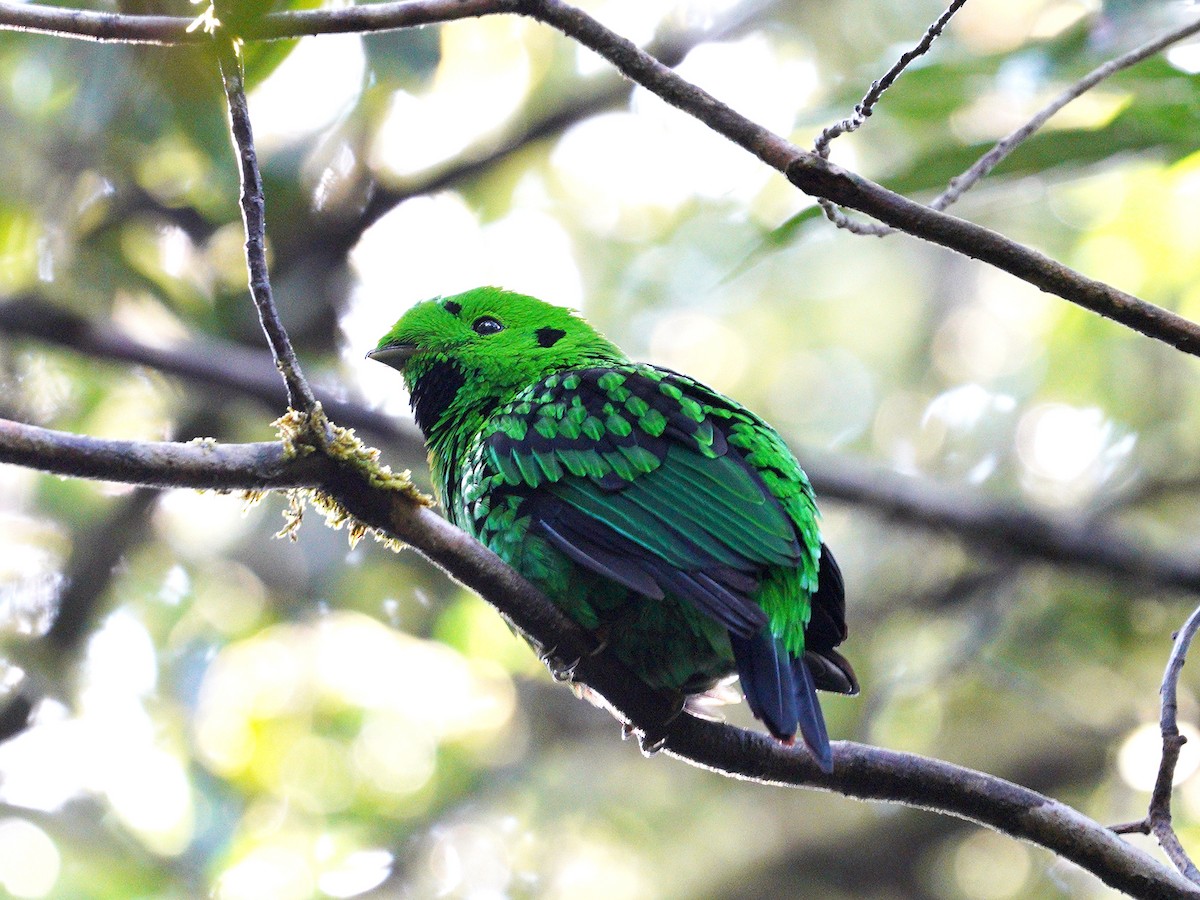 Whitehead's Broadbill - ML181076641