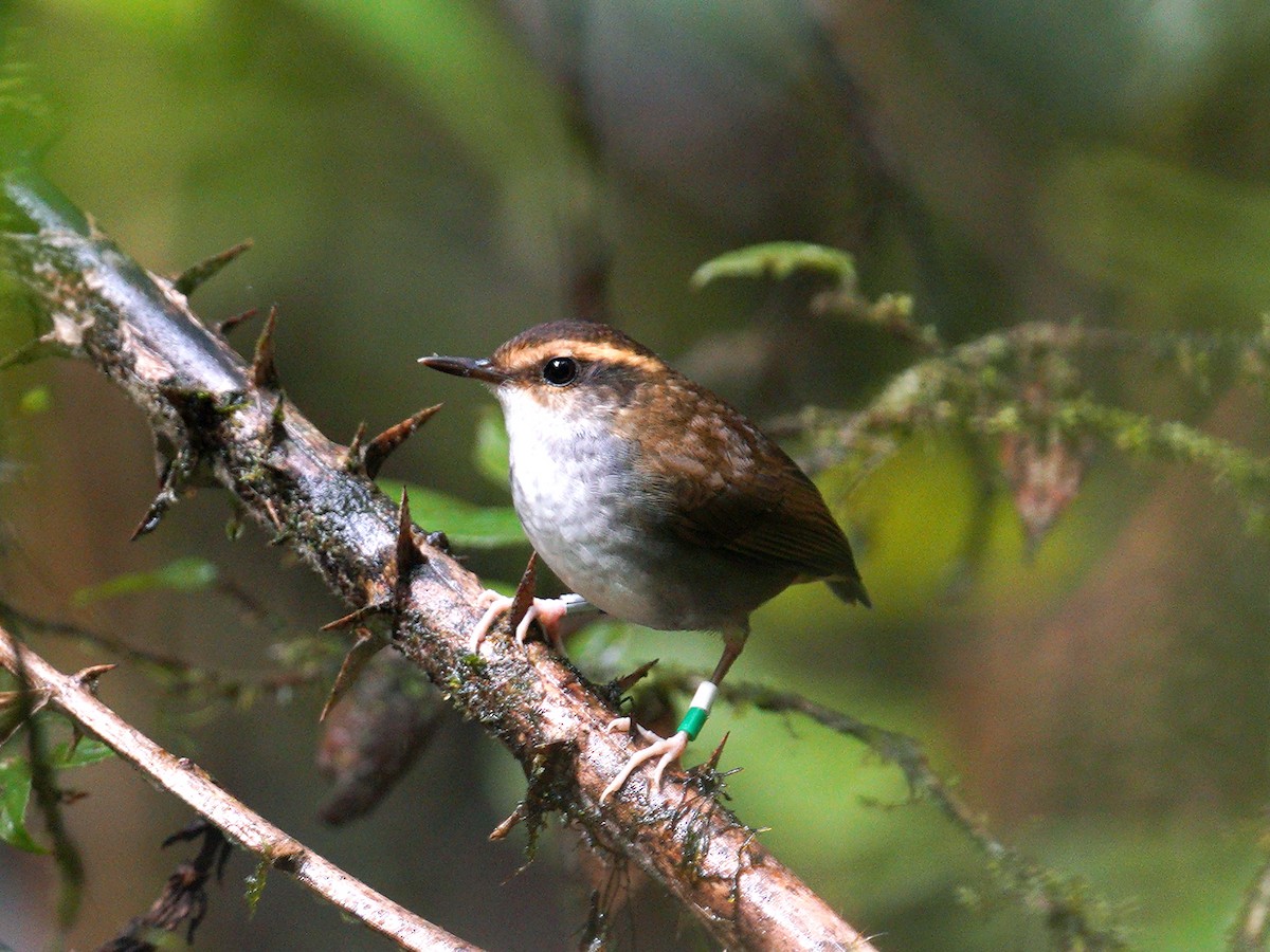 Bornean Stubtail - ML181076681