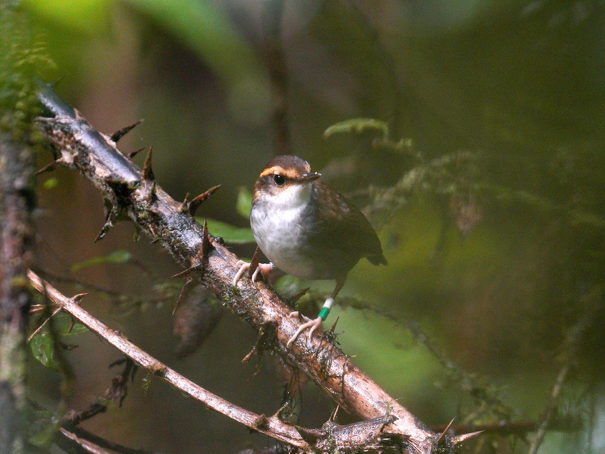 Bornean Stubtail - Roman Lo