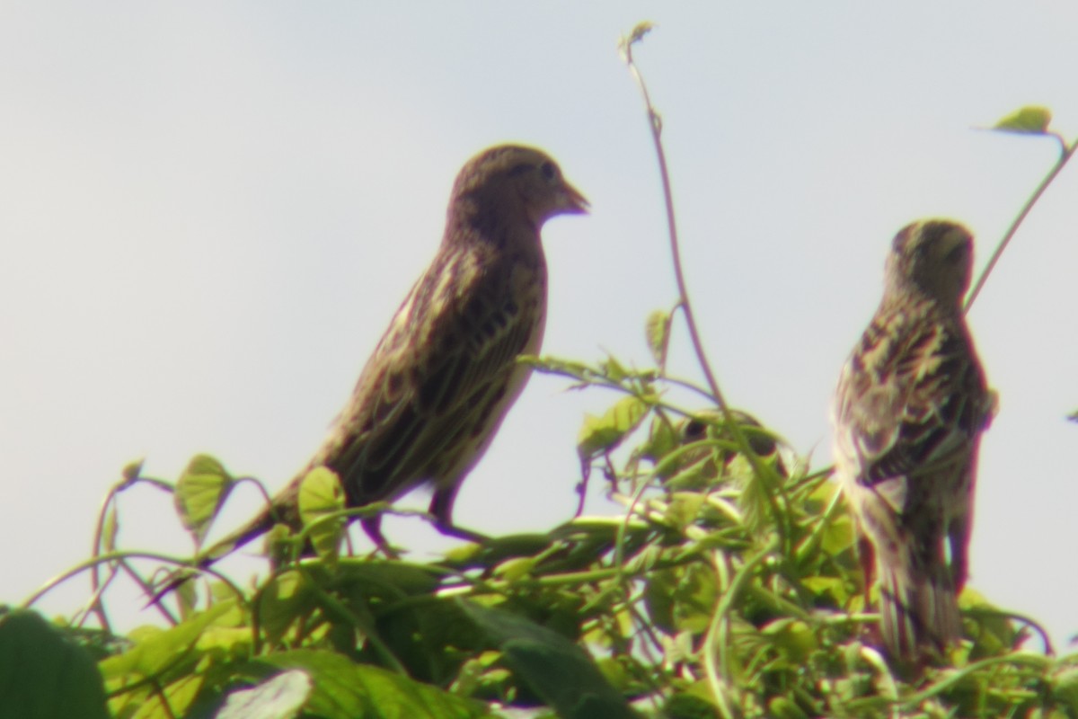 Bobolink - Fery Lewis