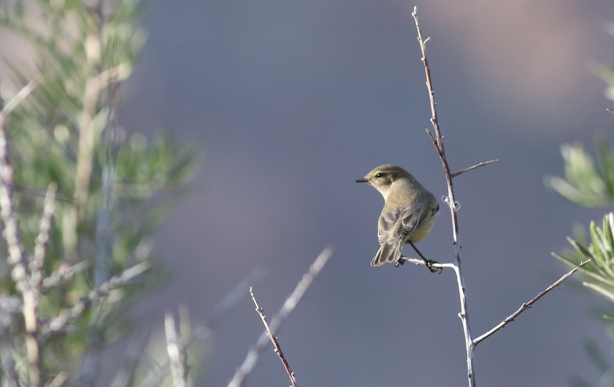 Common Chiffchaff (Siberian) - ML181077841