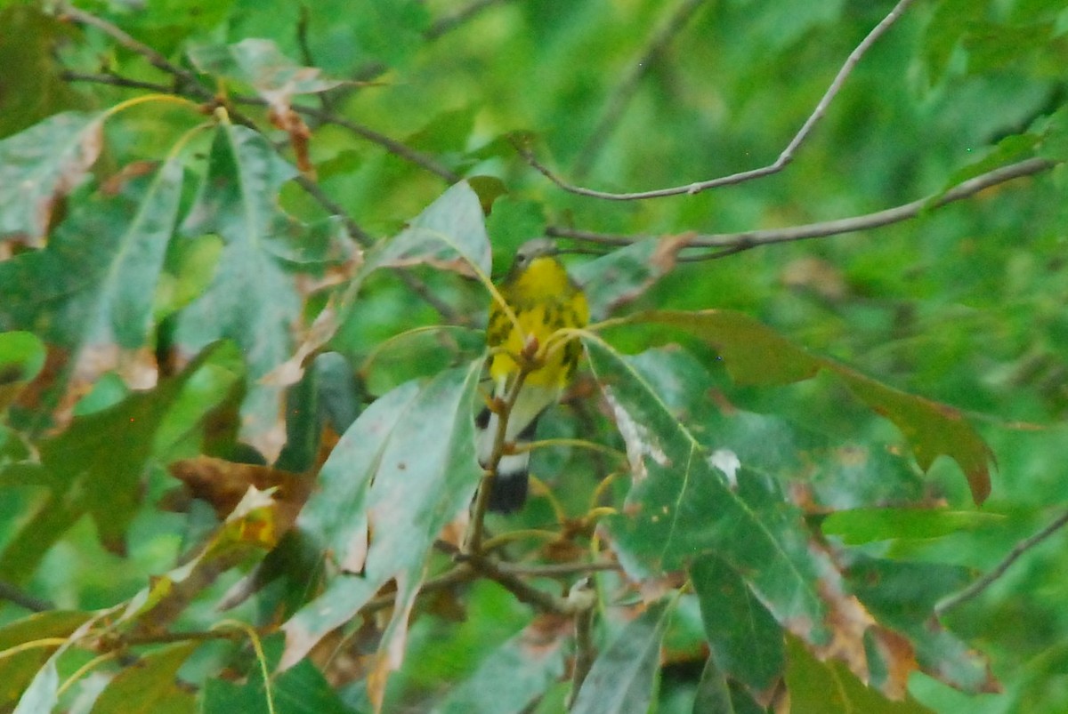 Magnolia Warbler - ML181078451