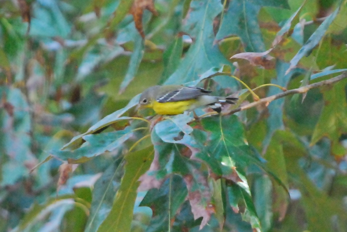 Magnolia Warbler - ML181078851