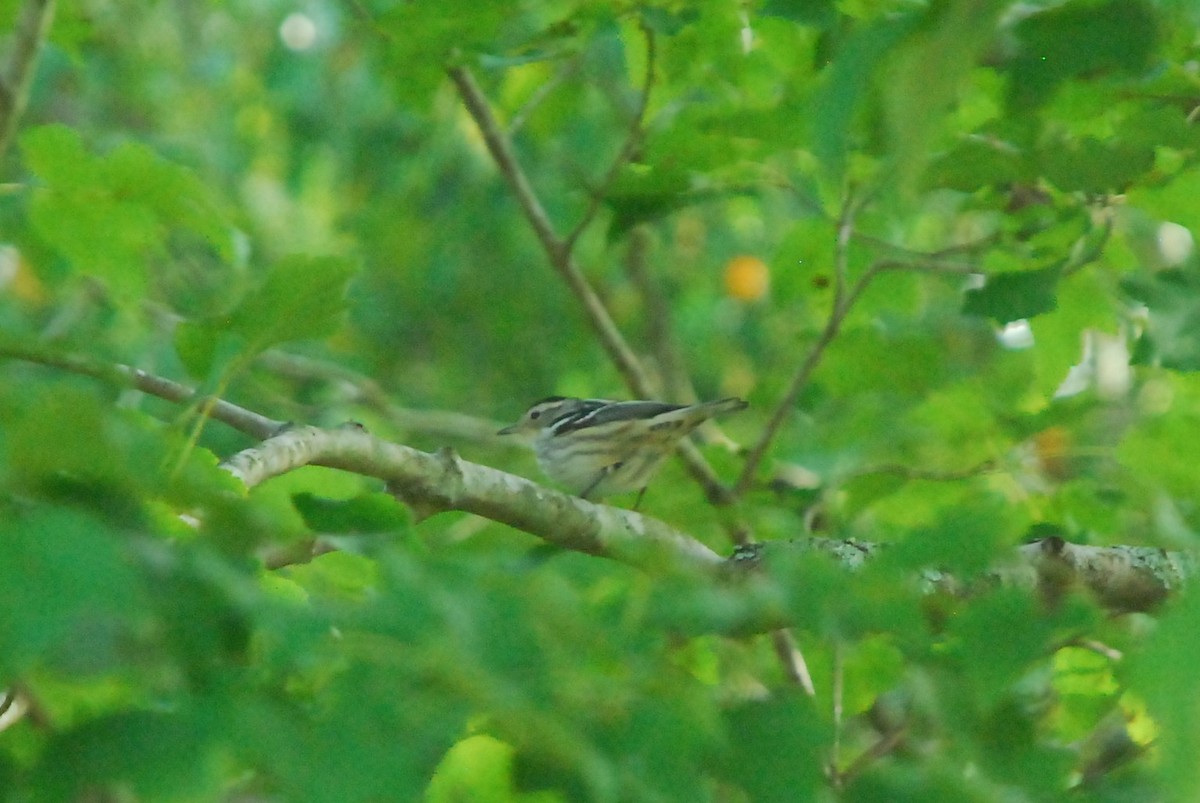 Black-and-white Warbler - ML181080171