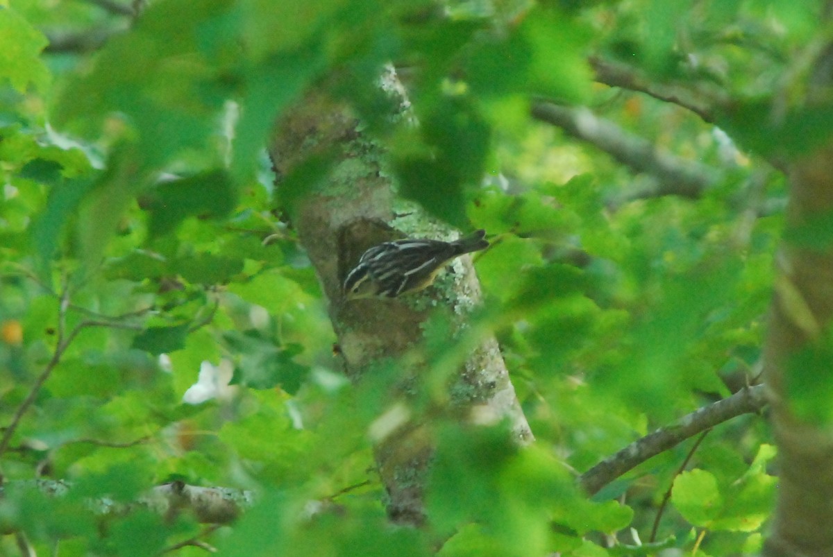 Black-and-white Warbler - ML181080181
