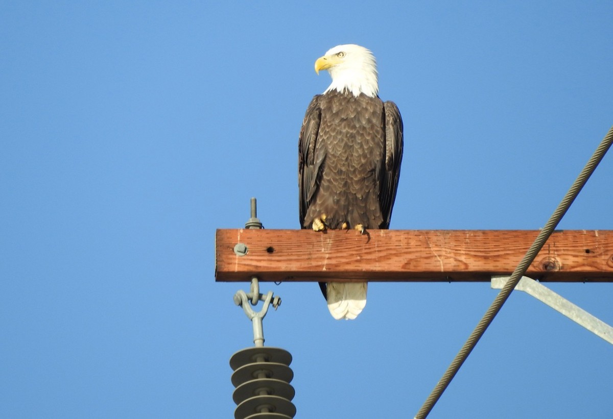 Bald Eagle - Kurt Wahl