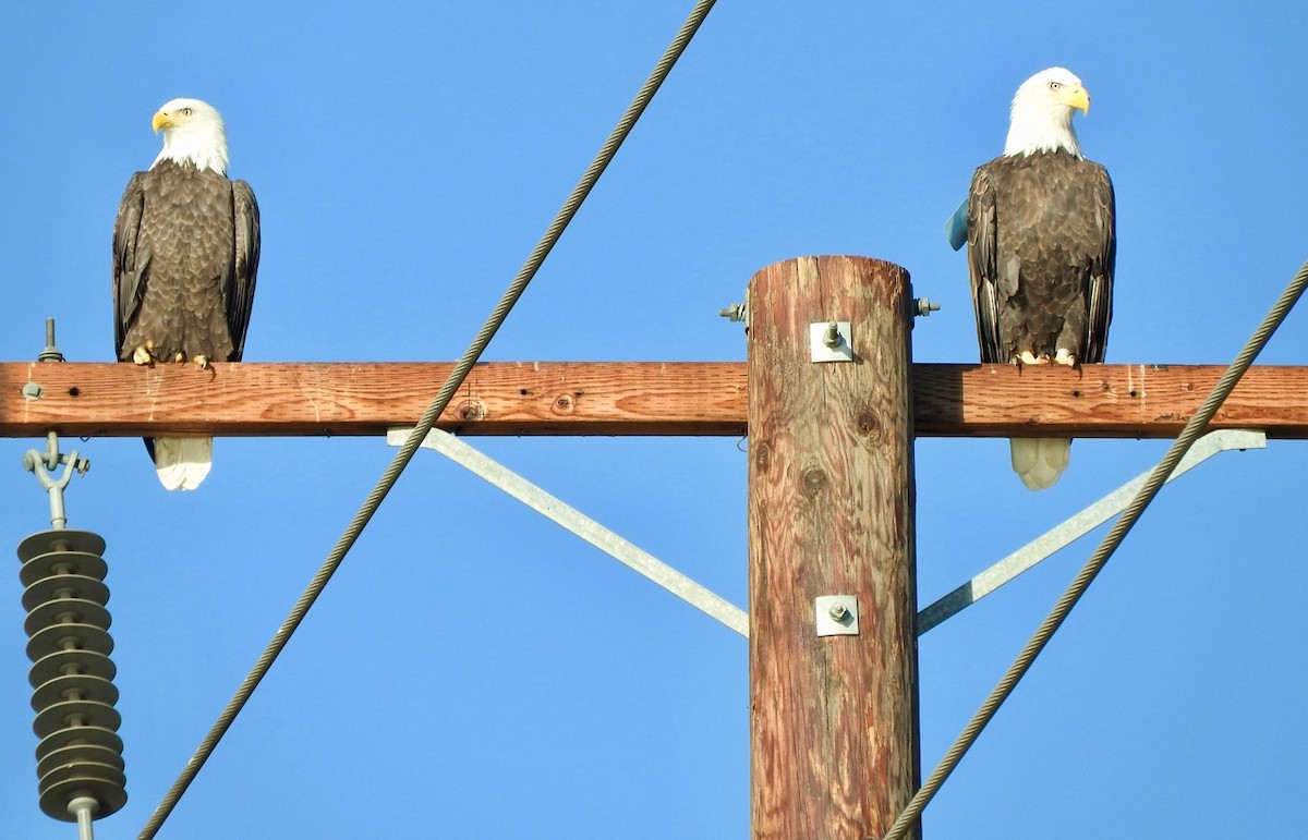 Bald Eagle - Kurt Wahl