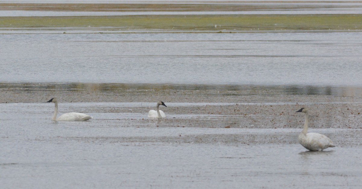 Trumpeter Swan - ML181081111