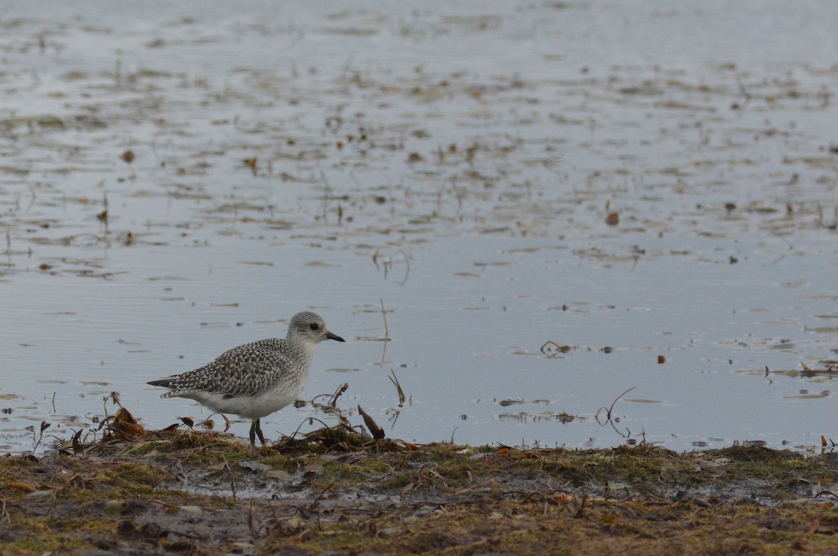 Black-bellied Plover - ML181081361