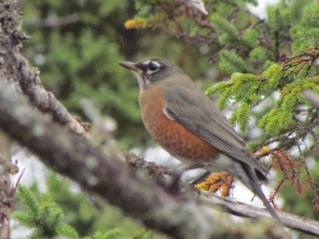 American Robin - ML181082511