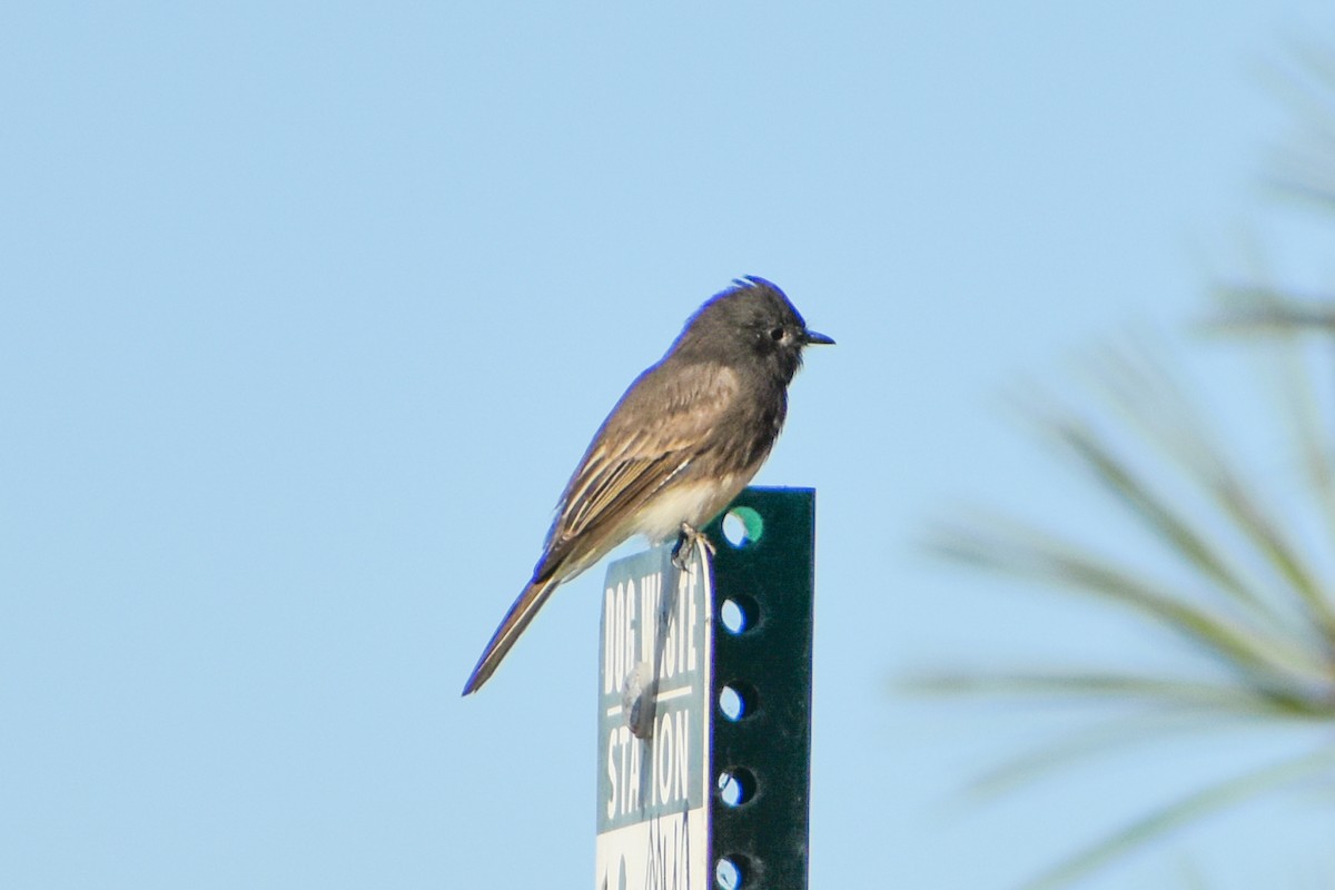 Black Phoebe - ML181082691