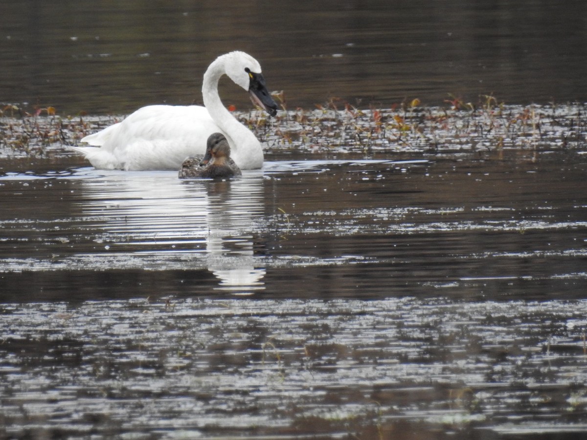 Tundra Swan - ML181082771