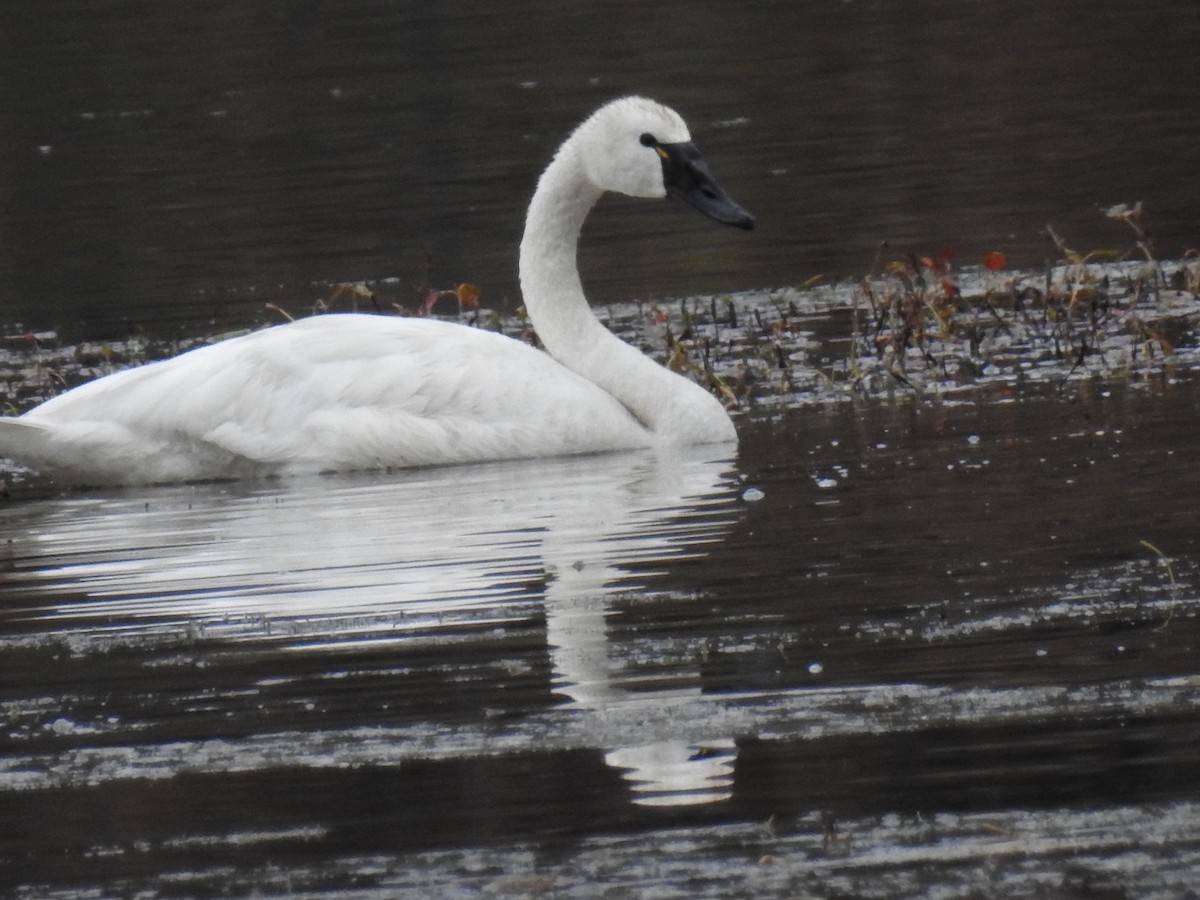 Tundra Swan - ML181082781