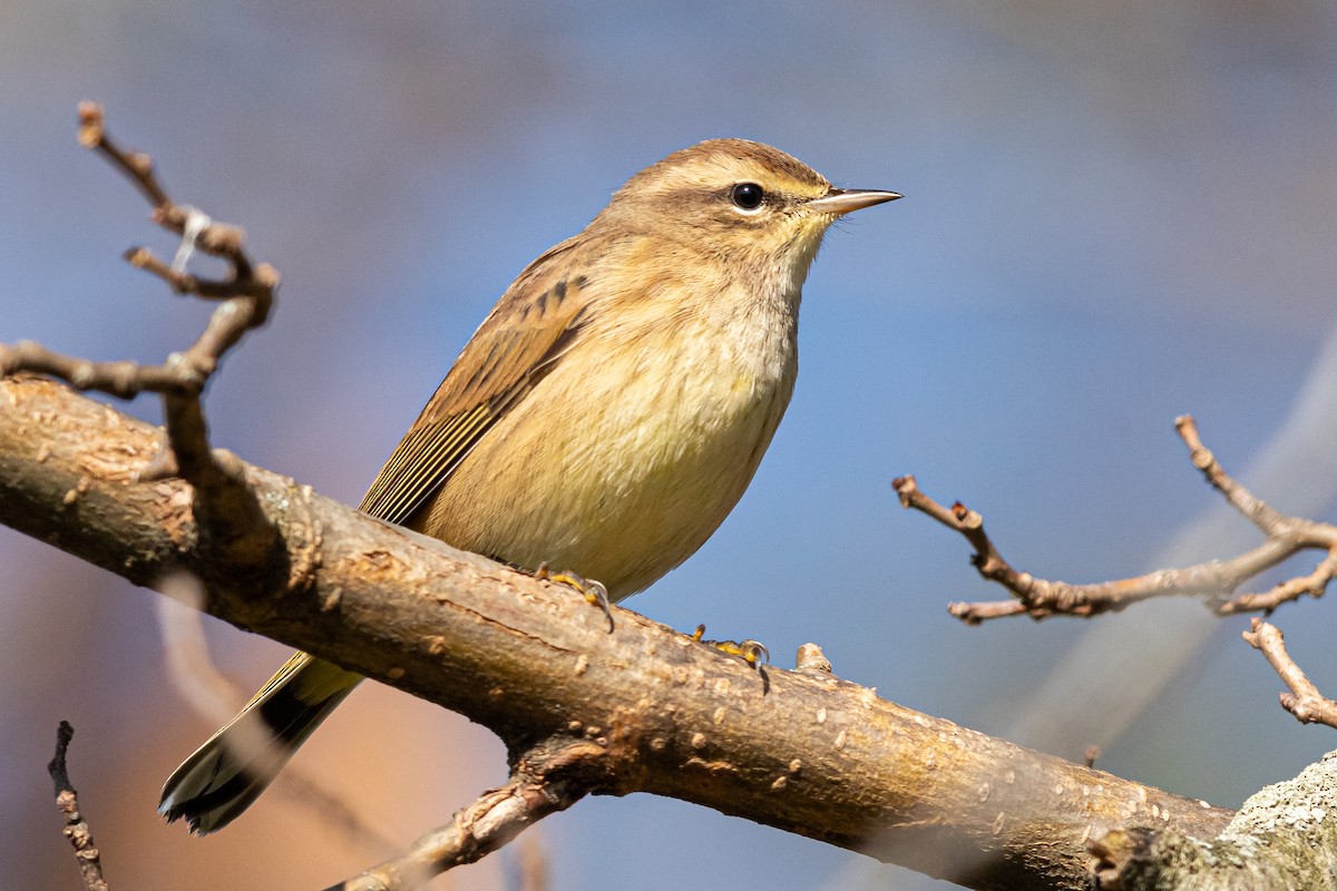 Palm Warbler - ML181085471