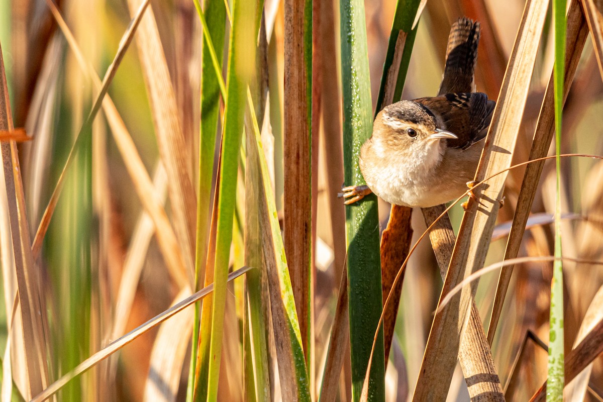 Marsh Wren - ML181085911