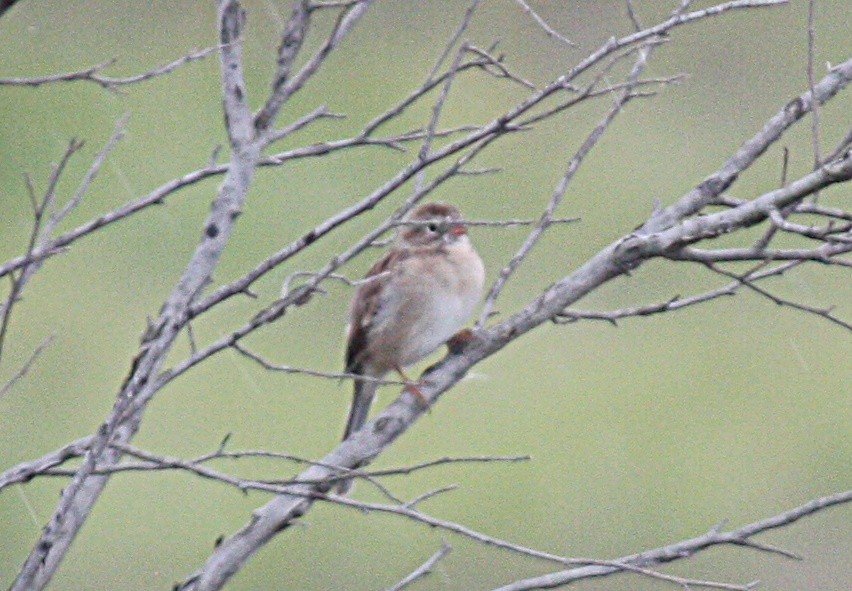 Field Sparrow - ML181088891