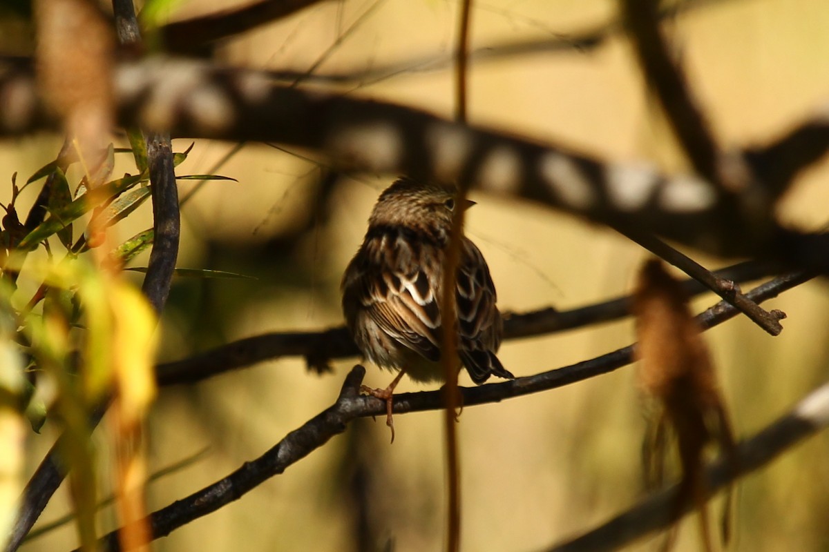 Savannah Sparrow - ML181089571