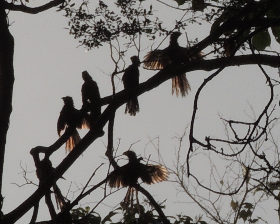 Groove-billed Ani - ML181091931